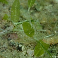 <i>Halophila decipiens</i>  Ostenf.